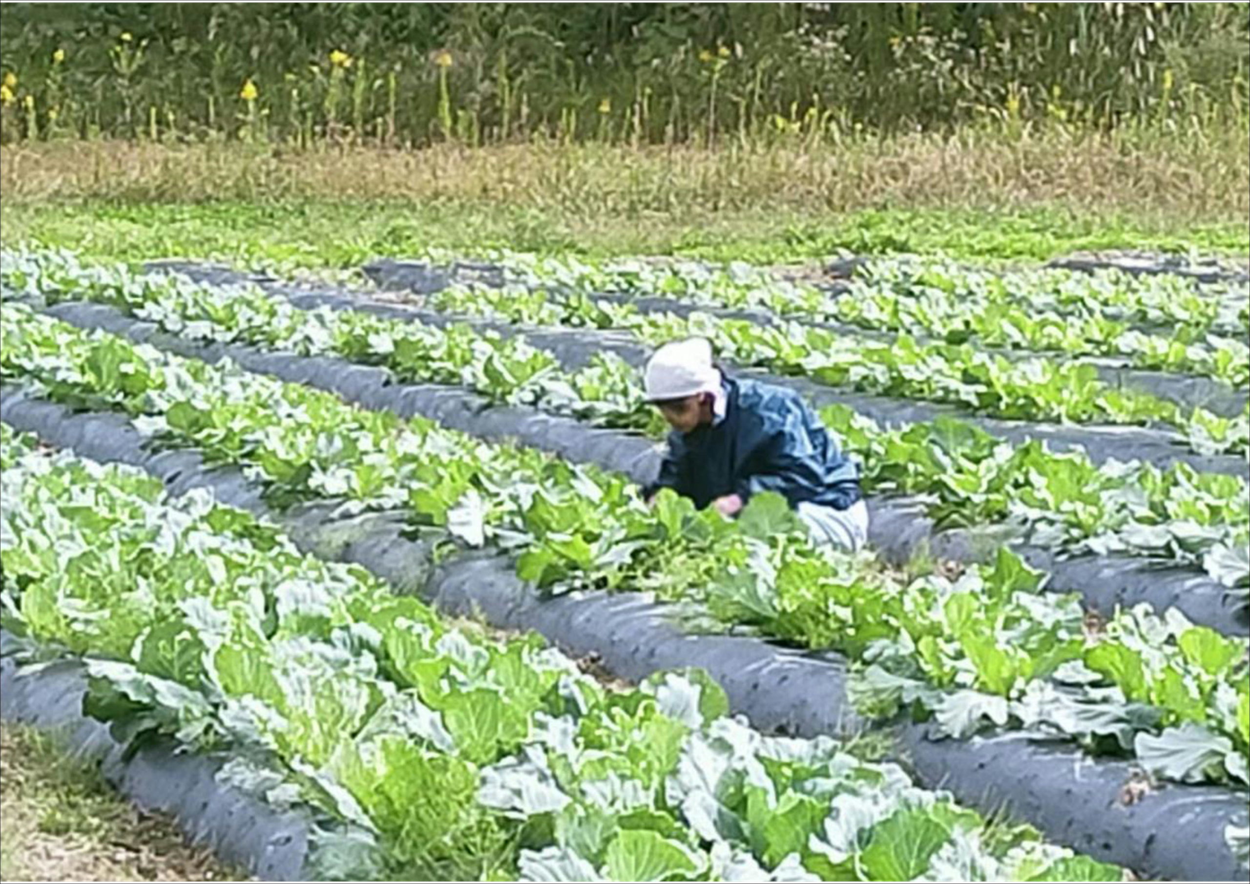 ★農薬は使用していません。