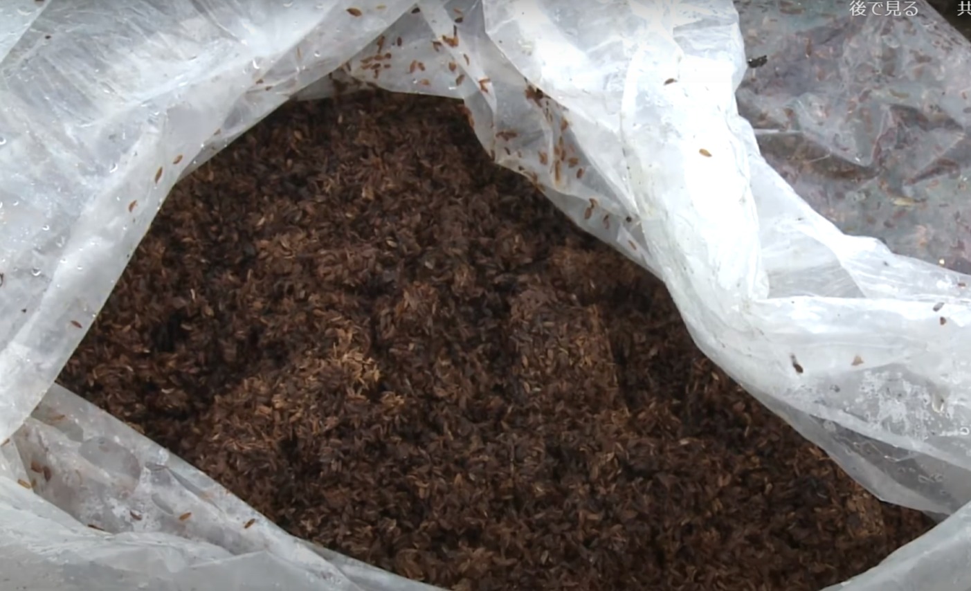 ★肥料が違います。